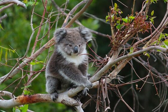 Koala Image