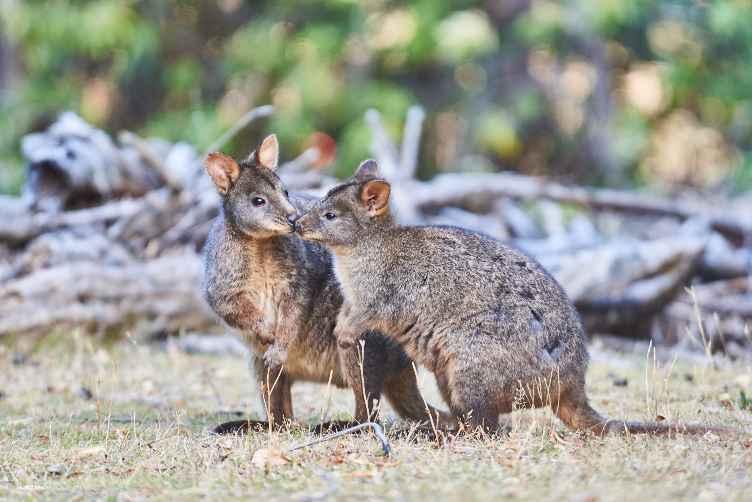 Tasmanian Pademelons Image