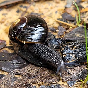Otway Black Snail image