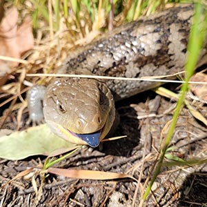 Common Blue-tongued Lizard image
