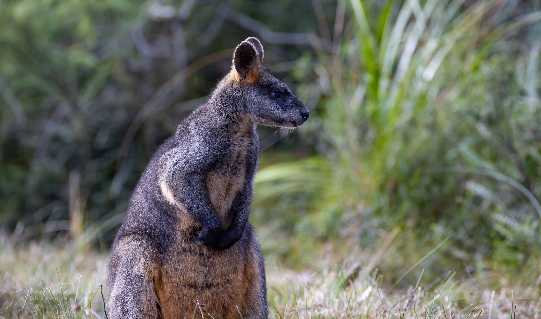 Wallaby at Wildlife Wonders wildlife sanctuary