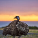 Thumbnail of http://Emu%20on%20the%20Wildlife%20Wonders%20Dawn%20Discovery%20nature%20tour
