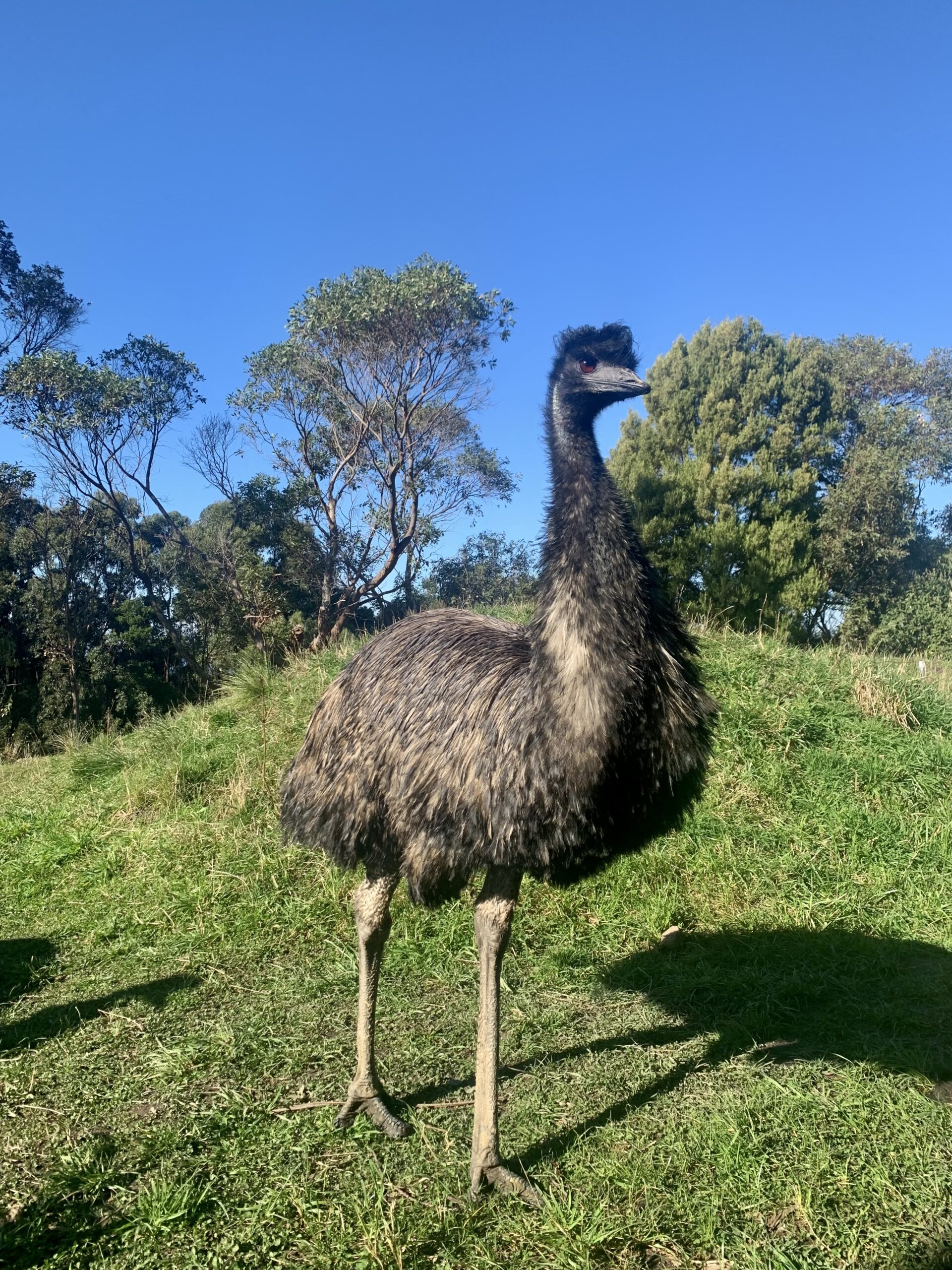emu bird